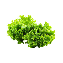 Isolated green lettuce on a white background