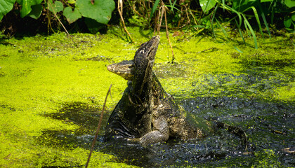 Monitor Lizards in their natural habitat - A pair of reptiles basking in a green algae-covered pond, showcasing their territorial behavior and survival instincts.