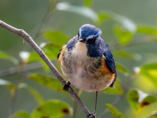 森の中の木陰で枝に留まって周りを見渡しているルリビタキの雄