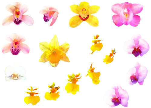 シンビジューム Images – Browse 657 Stock Photos, Vectors, and