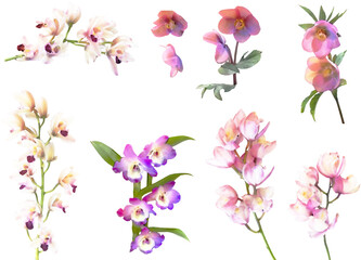 洋ランとクリスマスローズのイラスト素材セット