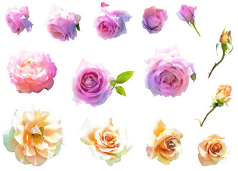 Fototapeta premium 薔薇のイラスト素材セット3（モーヴ、クリーム）