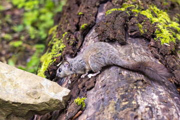 Ghiro, glis glis, dormiglione, libero nell'appenino Emiliano.