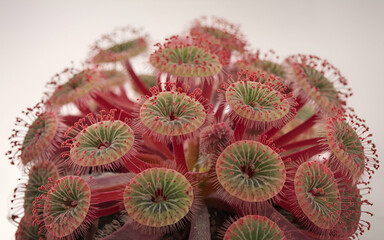 Tropical park design red lotus bud in the pond ,generative ai