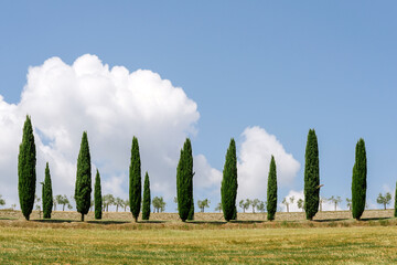 Obraz premium Montalcino, Siena Italy - Cypress landscape of Val D'orcia