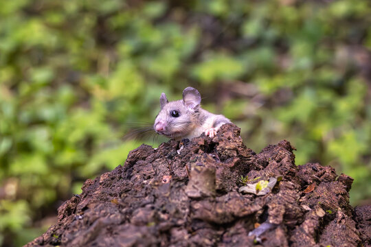 Ghiro, glis glis, dormiglione, libero nell'appenino Emiliano.