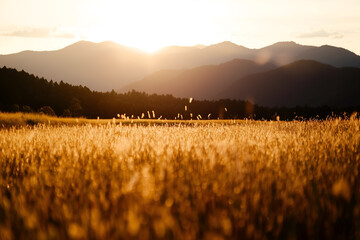 A golden rice field at sunset with stalks of rice
