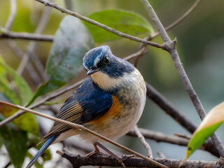 森の中の木陰で枝に留まって周りを見渡しているルリビタキの雄