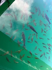 Obraz premium fish in lake