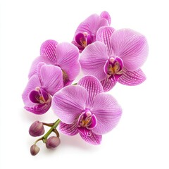 rosy beautiful orchid isolated on white background 