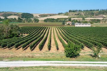 Montalcino, Siena Italy - August 23, 2024: San Giovese grape vineyards in the Brunello wine production area