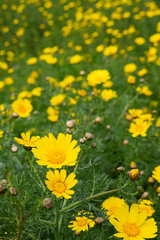 Field of yellow flowers under blue cloudy sky. Beautiful summer colorful panoramic view of flower meadow with daisies against cloudy blue sky. Yellow daisy meadow with trees in the background.  