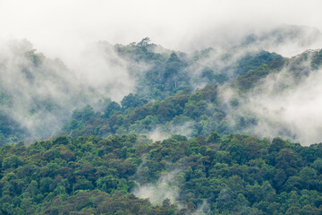 Tropical forests can absorb large amounts of carbon dioxide from the atmosphere.
