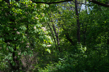 Young Light Green Chestnut Tree Leaves and Flowers Illuminated by the Sun, Blooming Chestnut Tree