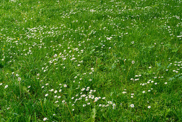 Bellis perennis, common daisy among green grass, lawn daisy or English daisies on green lawn texture background