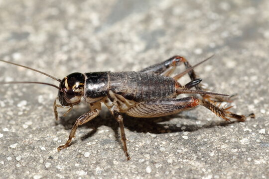 Australian Black Field Cricket, Teleogryllus commodus