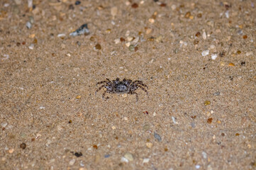 Crab on the sand of a Thai beach in the evening