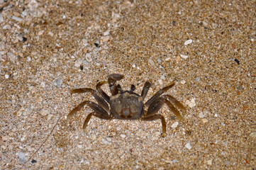 Crab on the sand of a Thai beach in the evening