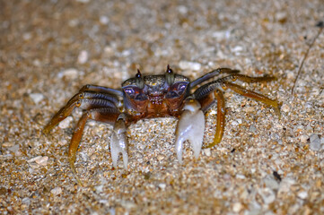 Crab on the sand of a Thai beach in the evening