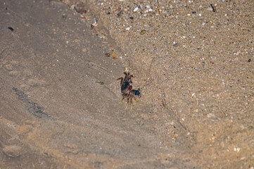 Crab on the sand of a Thai beach in the evening