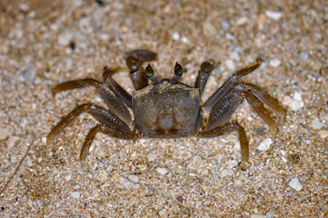 Crab on the sand of a Thai beach in the evening