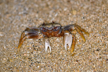Crab on the sand of a Thai beach in the evening
