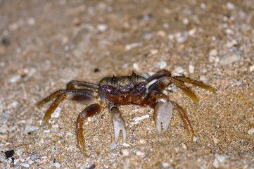 Crab on the sand of a Thai beach in the evening