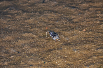 Crab on the sand of a Thai beach in the evening