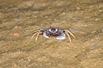 Crab on the sand of a Thai beach in the evening