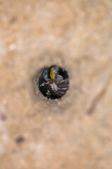 Crab on the sand of a Thai beach in the evening