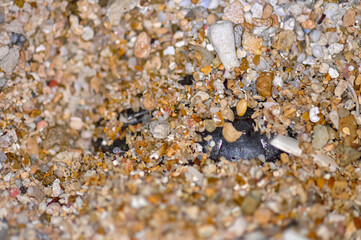 Crab on the sand of a Thai beach in the evening