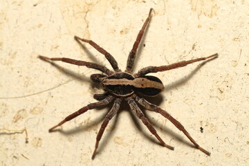 Wolf Spider - Lycosa sp. Top view identification.