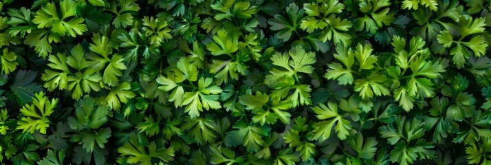 Obraz premium Green parsley texture background, petroselinum crispum leaves pattern, fresh herbal leaves banner