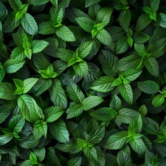 Many fresh peppermint leaves texture background, fragrant spices pattern, Mentha piperita mockup