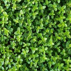 Obraz premium Thyme texture background, thymus leaf banner, Thymus vulgaris pattern, fresh herbal leaves banner