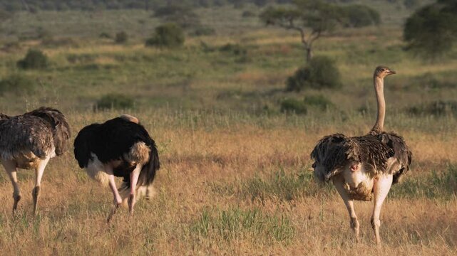 Wild ostriches feeding in a National Park in Tanzania