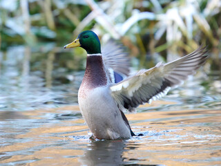 Mallard (Anas platyrhynchos)