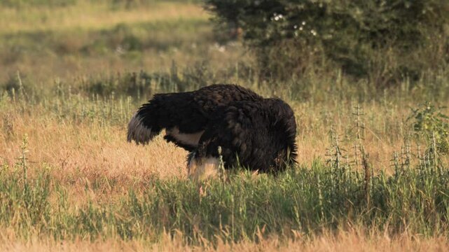 Wild male ostrich with head down in a National Park in Tanzania