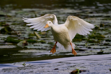 Mallard (Anas platyrhynchos)