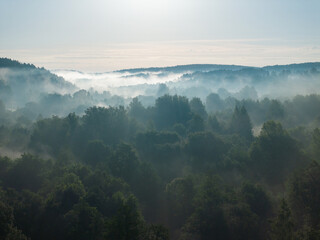 A foggy morning in the woods #4