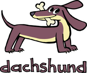 dachshund carries a bone in its mouth2