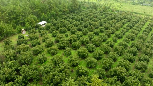 DRON SHOT ORBIT OF AVOCADO FIELDS ON A CLOUDY DAY NEAR URUAPAN
