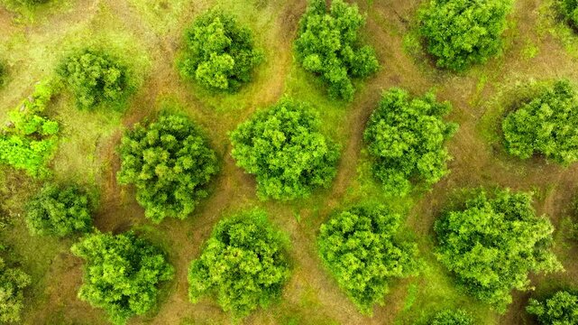 TOP DOWN VIEW OF AVOCADO TREES AT URUAPAN MICHOACAN