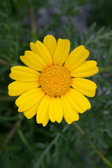 Close-up photo of yellow daisy. Chamomile. Daisy meadows. Cyprus.
