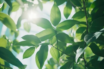 Fototapeta premium A leafy tree with green leaves and a bright sun shining on it. The leaves are full and healthy, and the sunlight is casting a warm glow on the tree. Concept of growth and vitality