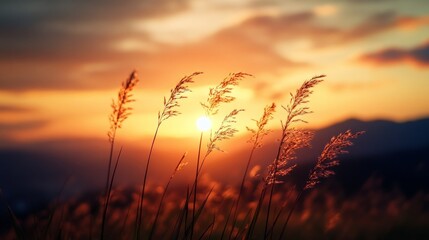 sunset over grassy field with mountains in
