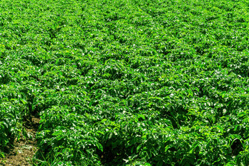 green plantation of vegetable growth with rows of plants on a beautiful farm. farming food and meal gardening concept