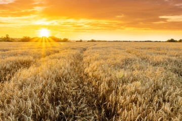 Obraz premium scenic evening in golden wheat field with rustic road, amazing cloudy sunset. rural agriculture landscape of nature view