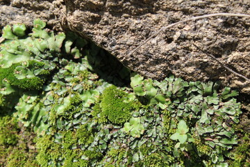 Green Moss grows on a Rock