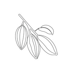 Simple hand-drawn cocoa tree linear drawing. Cocoa bean outline vector.